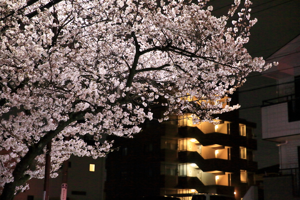 桜冷え①