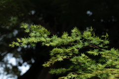 新緑の季節
