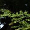 新緑の季節