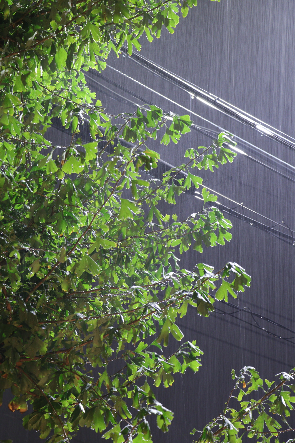 雨の夜②