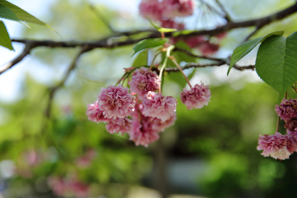 ぎふ清流里山公園にて①