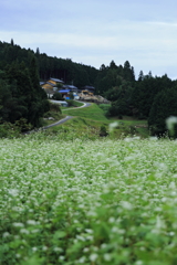 蕎麦畑越しの里山②