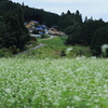 蕎麦畑越しの里山②