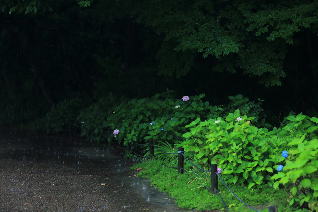 紫陽花　まだ早かった