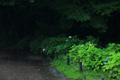 紫陽花　まだ早かった