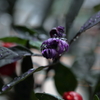 唐辛子の花咲く①