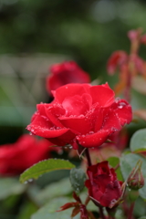 母の日に真っ赤な薔薇を②