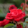 母の日に真っ赤な薔薇を②