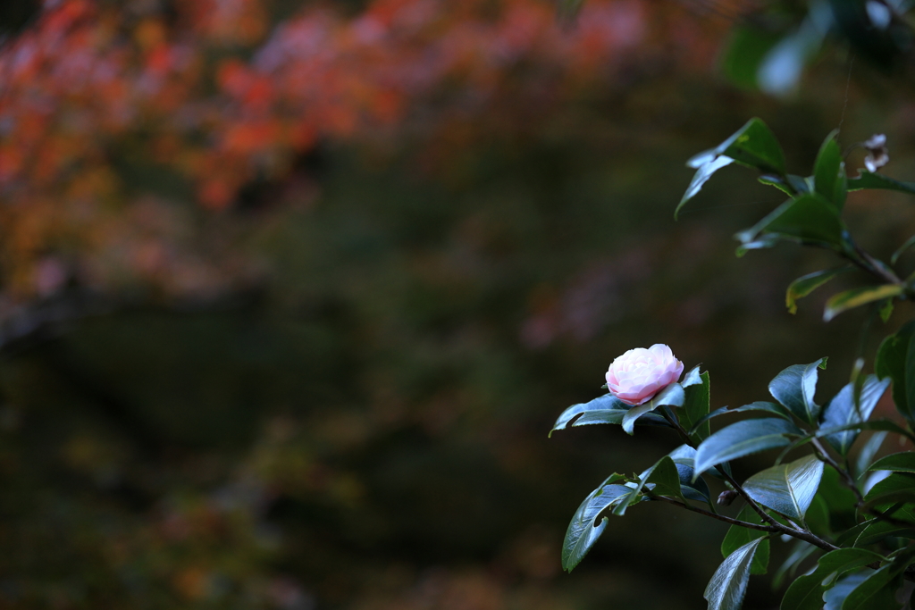 椿の花１輪①