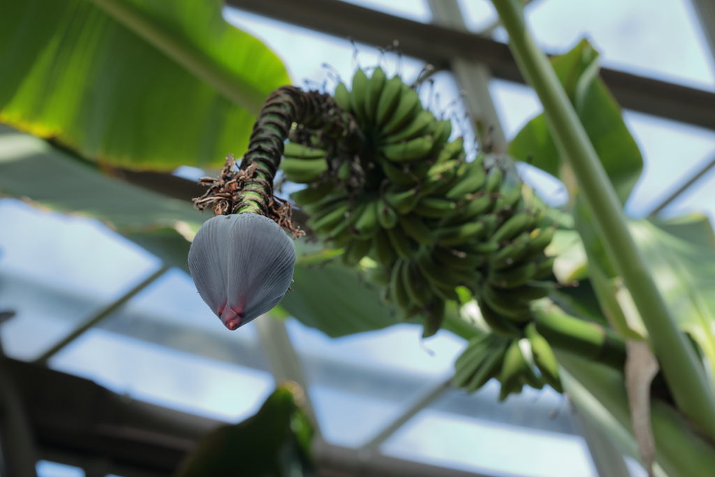 えっ！これがバナナの花？