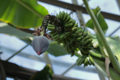 えっ！これがバナナの花？