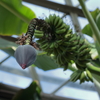 えっ！これがバナナの花？