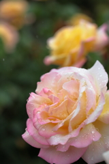 5月の薔薇①