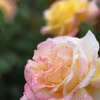5月の薔薇①