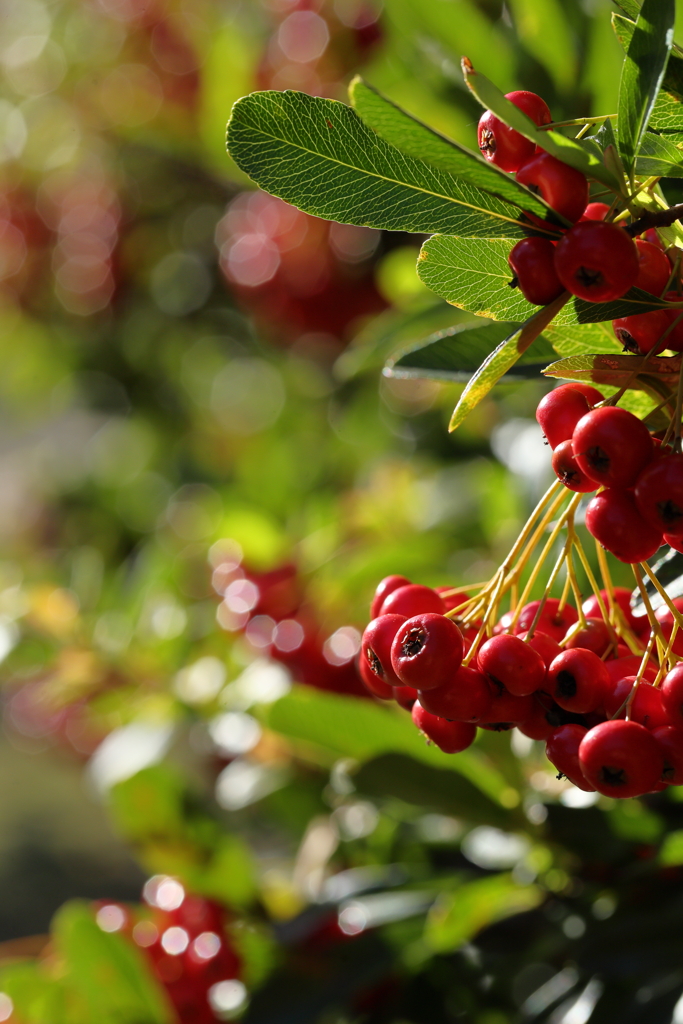 陽だまりのピラカンサ