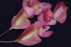 飛花落葉