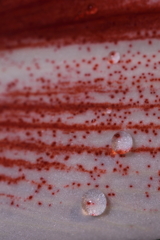 花弁