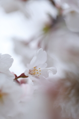 柔らかな白い花①