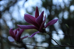 紫その１