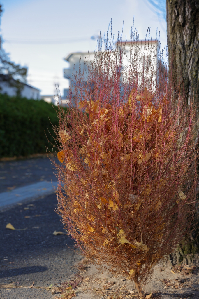 落ち葉の隠れ家