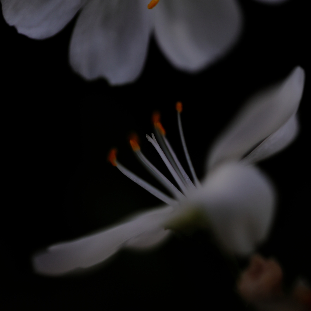 花の白さに惹かれた①