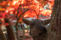 紅葉狩り