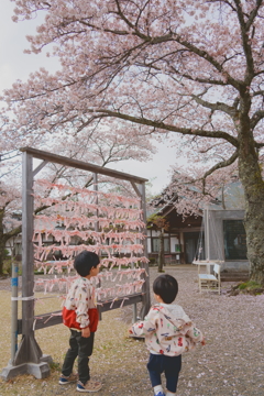 桜舞う神社