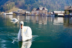 白鳥の湖