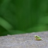 カエルその2