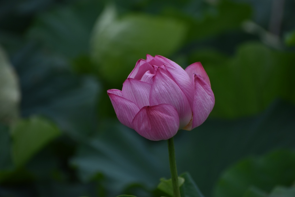 蓮の蕾