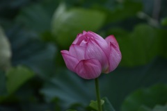 蓮の蕾