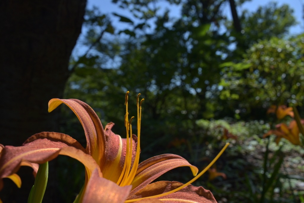 橙色の花 その3