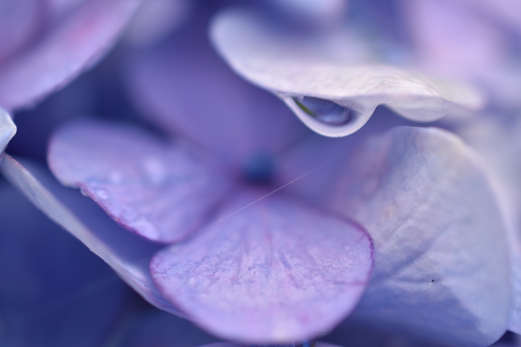 雫と紫陽花