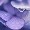 雫と紫陽花