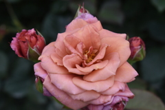 薔薇