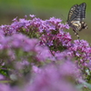 紫花と揚羽蝶
