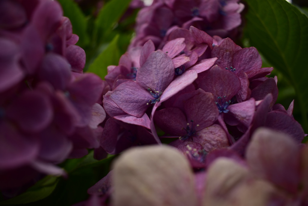 赤紫の紫陽花 By リョータロー Id 841 写真共有サイト Photohito