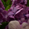赤紫の紫陽花