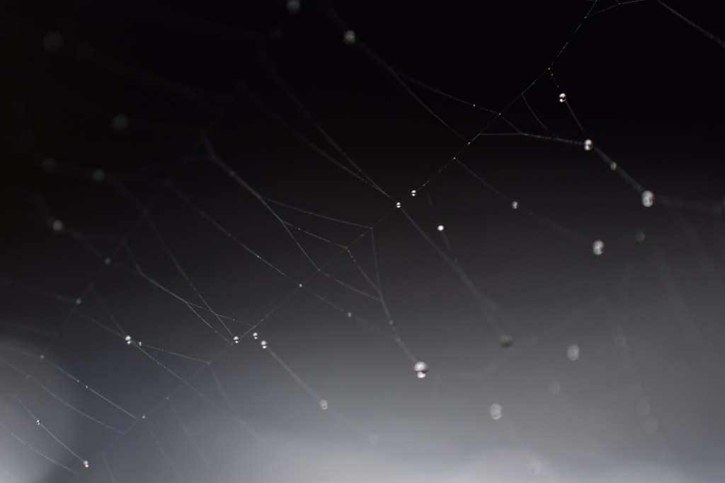蜘蛛の糸と雫