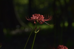 巾着田の曼珠沙華