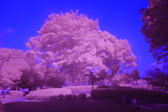 赤外線撮影　桜