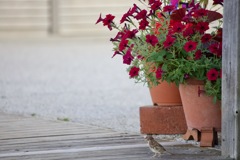 お花とすずめ