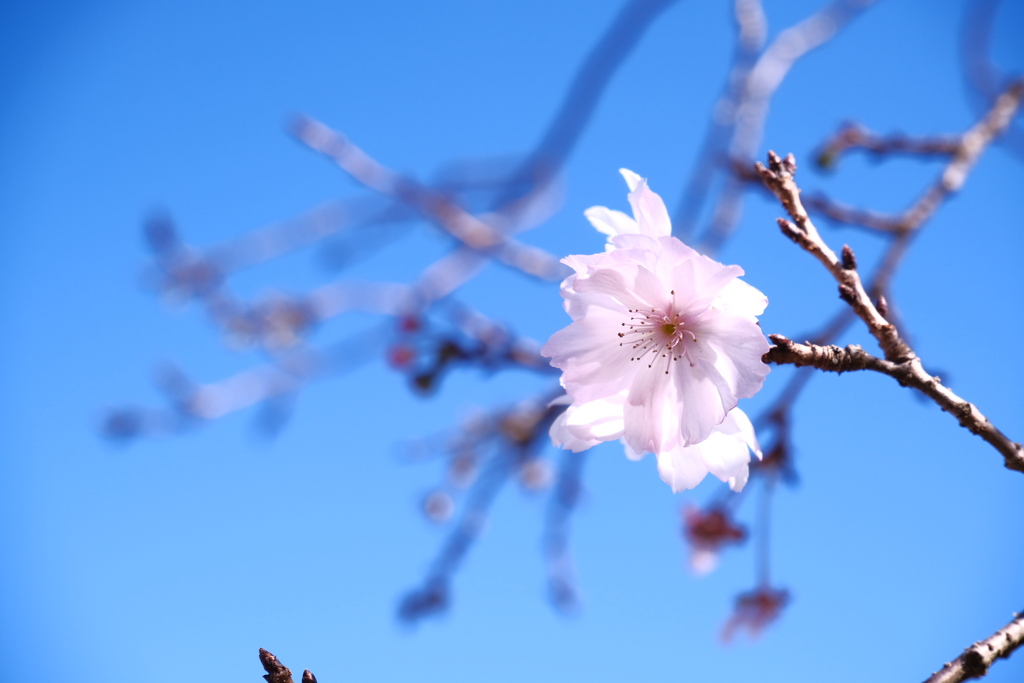 須磨寺