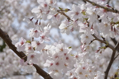 花見