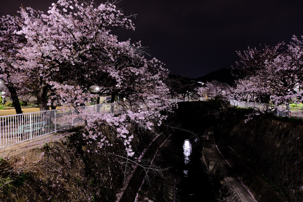 夜桜