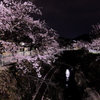 夜桜