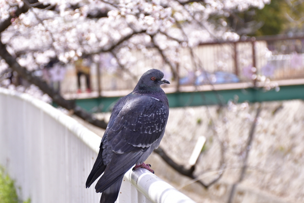 春の公園