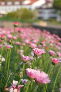 花壇の花