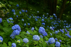 森の紫陽花