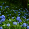 森の紫陽花